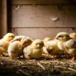 A New Dawn for Healthcare: Ghana’s 2026 Budget and the Promise of Universal Health Coverage